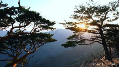 太阳树分支韩国